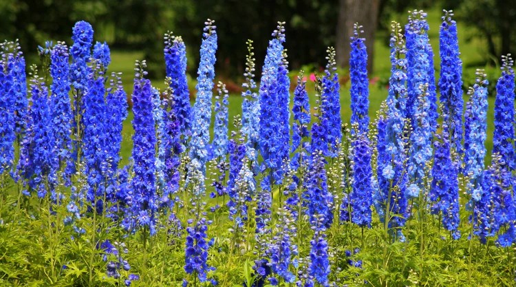 Flores de Corte