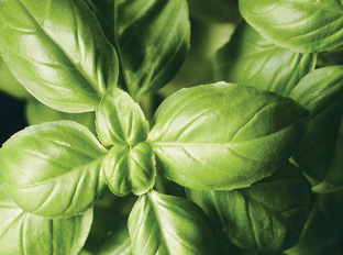 Especies y Aromáticas