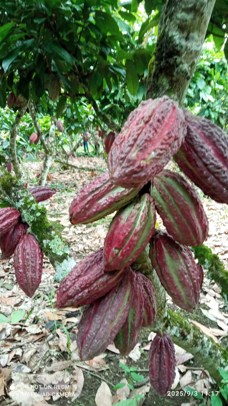 Cacao CCN-51
