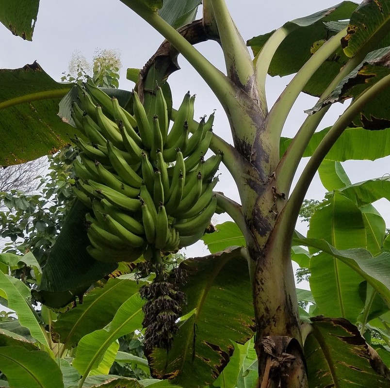 Plátano Barraganete