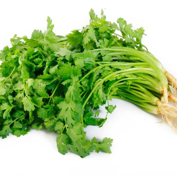 Cilantro Sietem