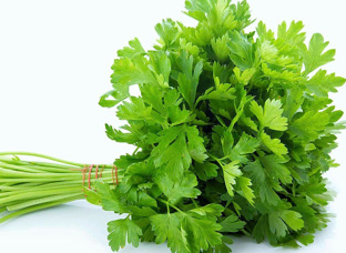 Perejil Liso