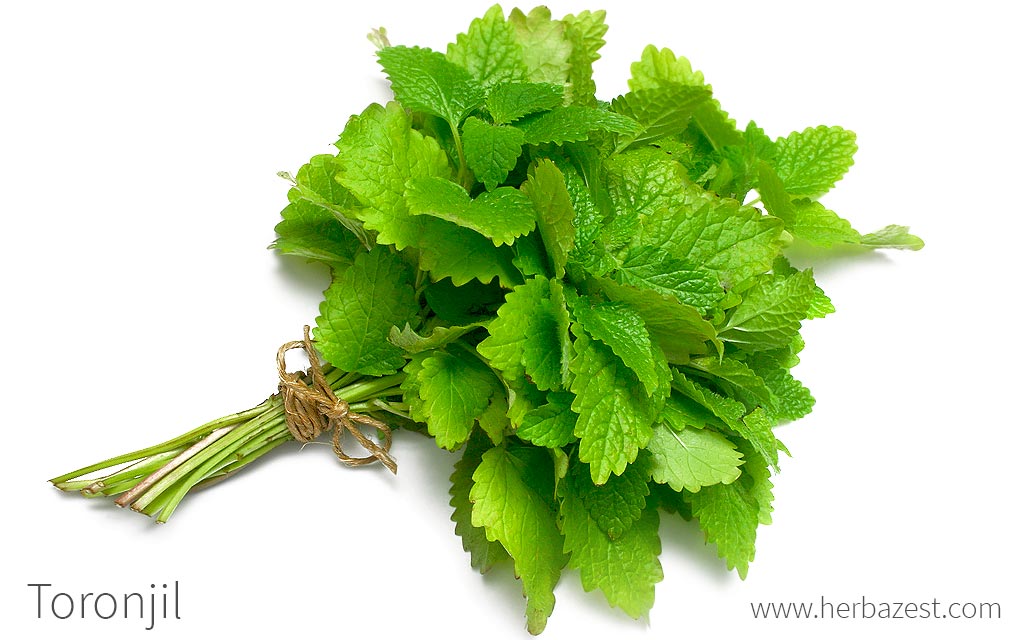 Toronjil