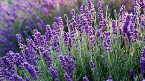Lavanda Vera