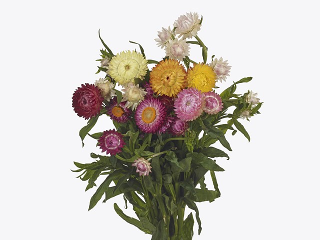 Helichrysum