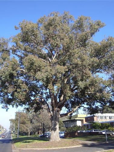 Eucalipto Poliantemus