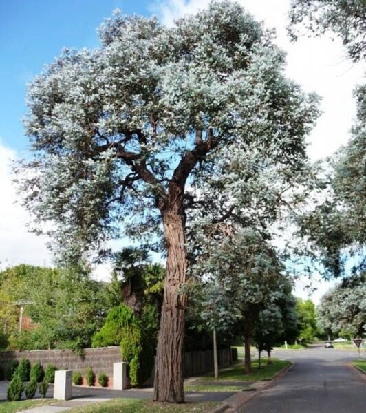 Eucalipto Silver Dollar