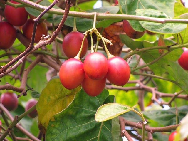 Tomate de Árbol