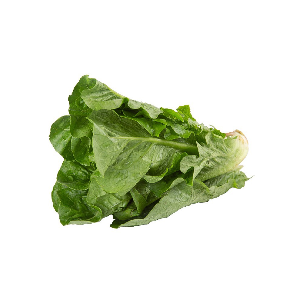 Lechuga Bionda Romana