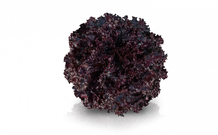 Lechuga Carmin