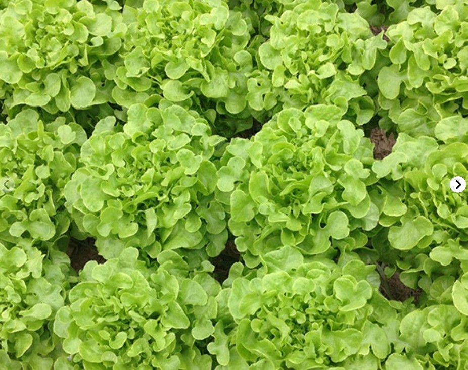 Lechuga de Hoja Vizir