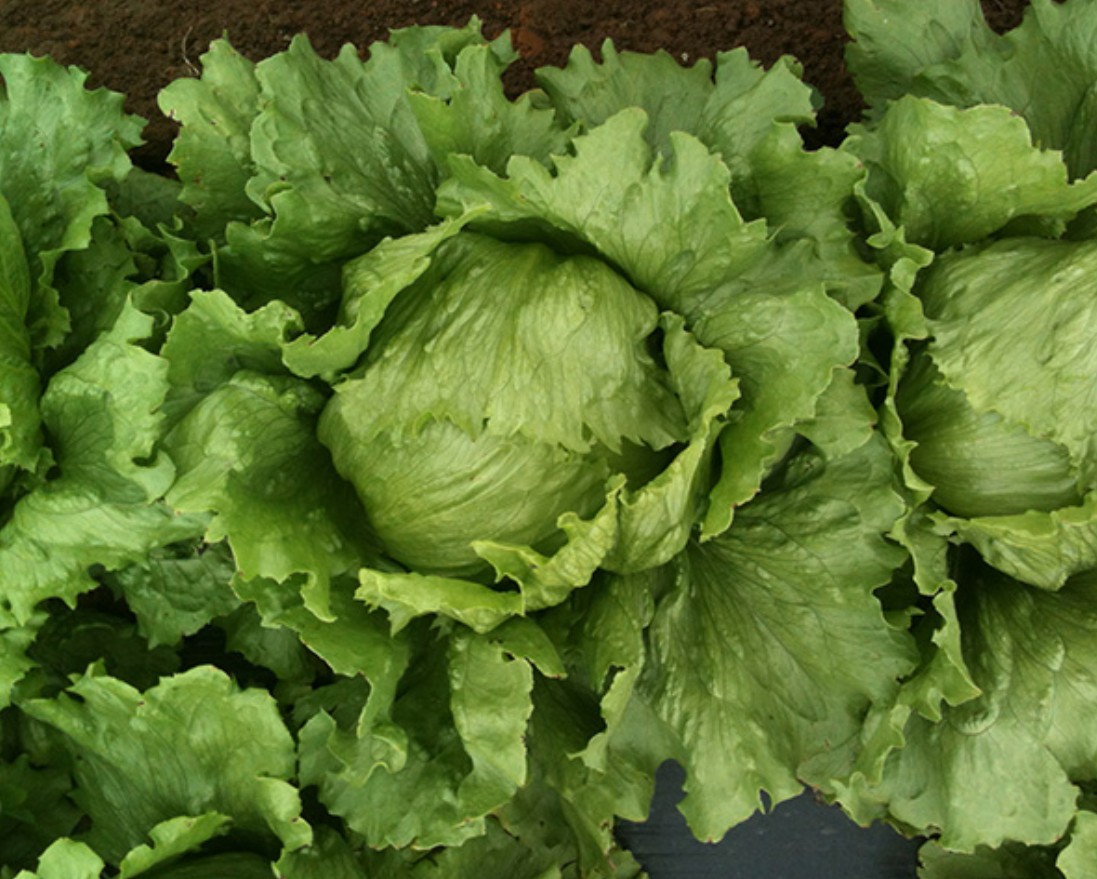 Lechuga Pedrola