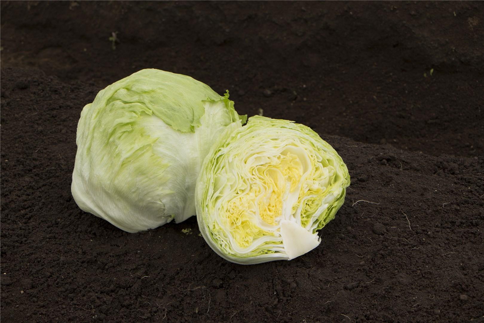 Lechuga Propice