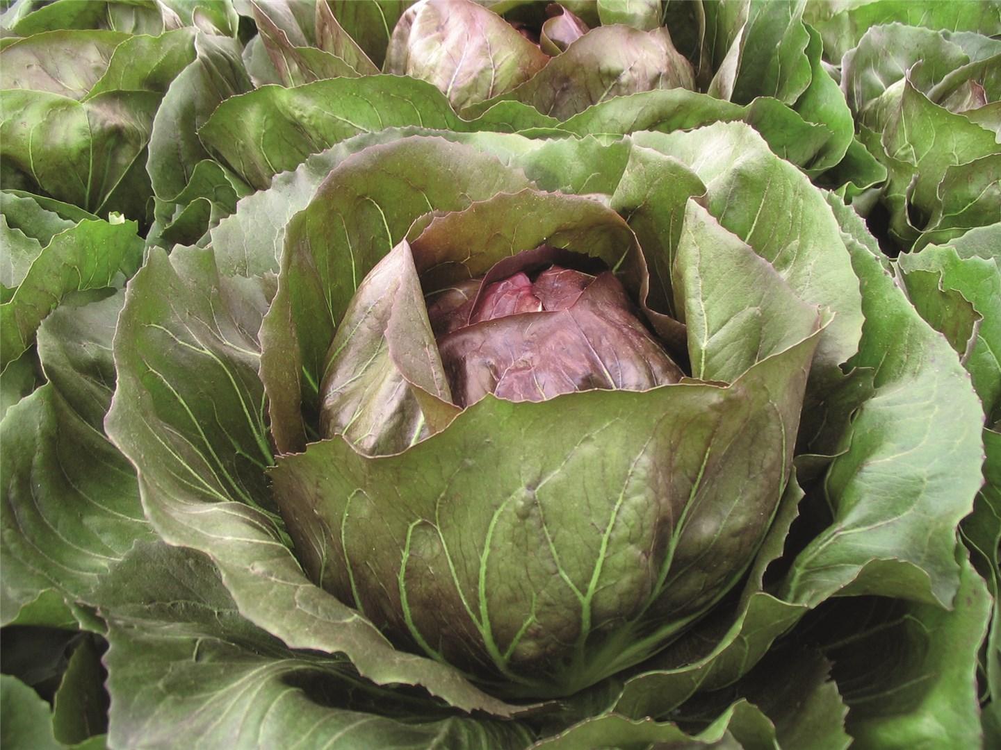 Lechuga Radicho Leonard