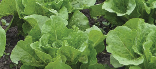 Lechuga Romana Domineitor