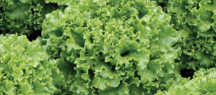 Lechuga Starfighter