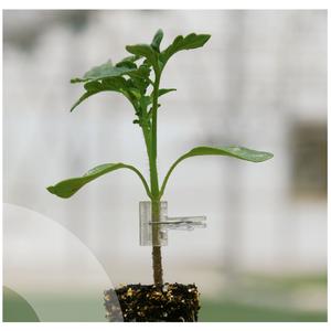 Portainjerto Briomino