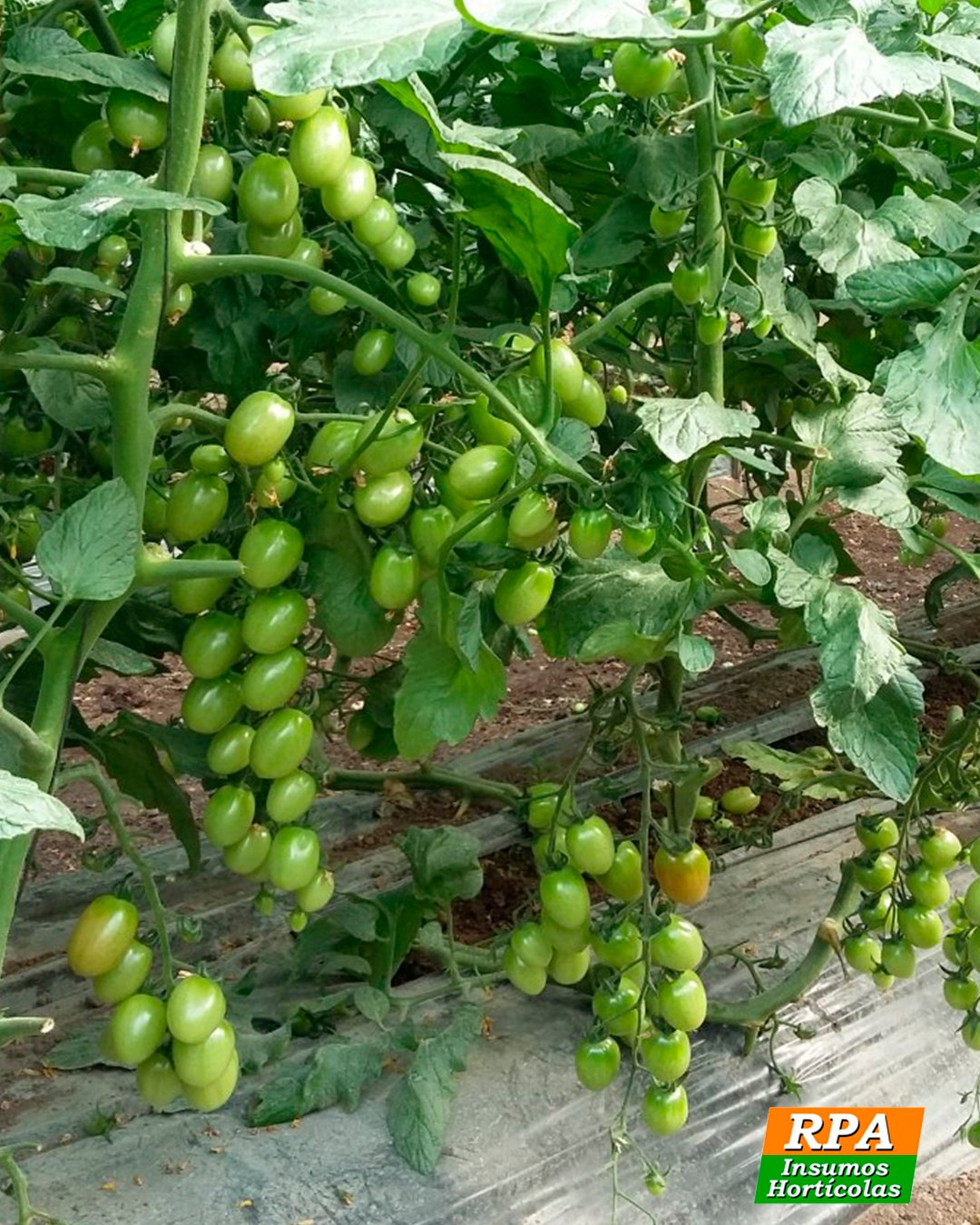 Tomate Híb. Betatini