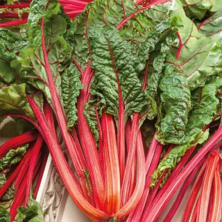 Acelga Rhubarb