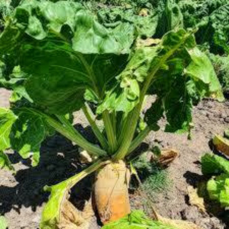 Remolacha Forrajera