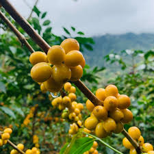 Café de Especialidad