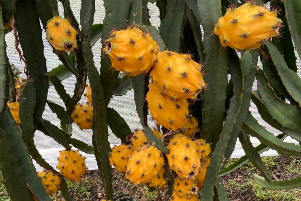 Pitahaya